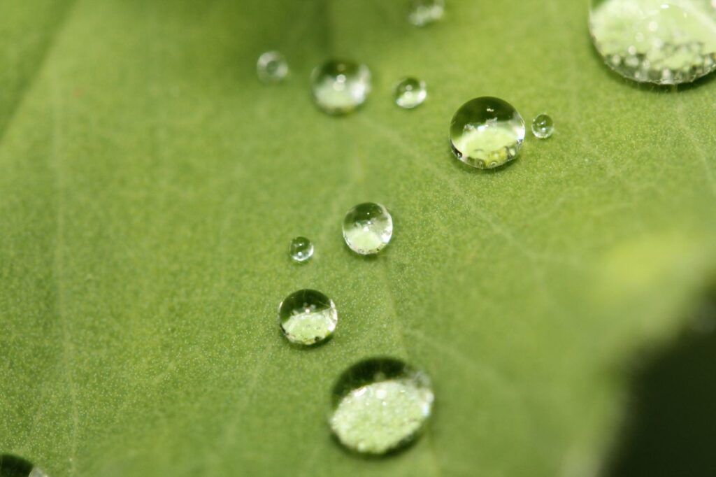 Pictures of Nature